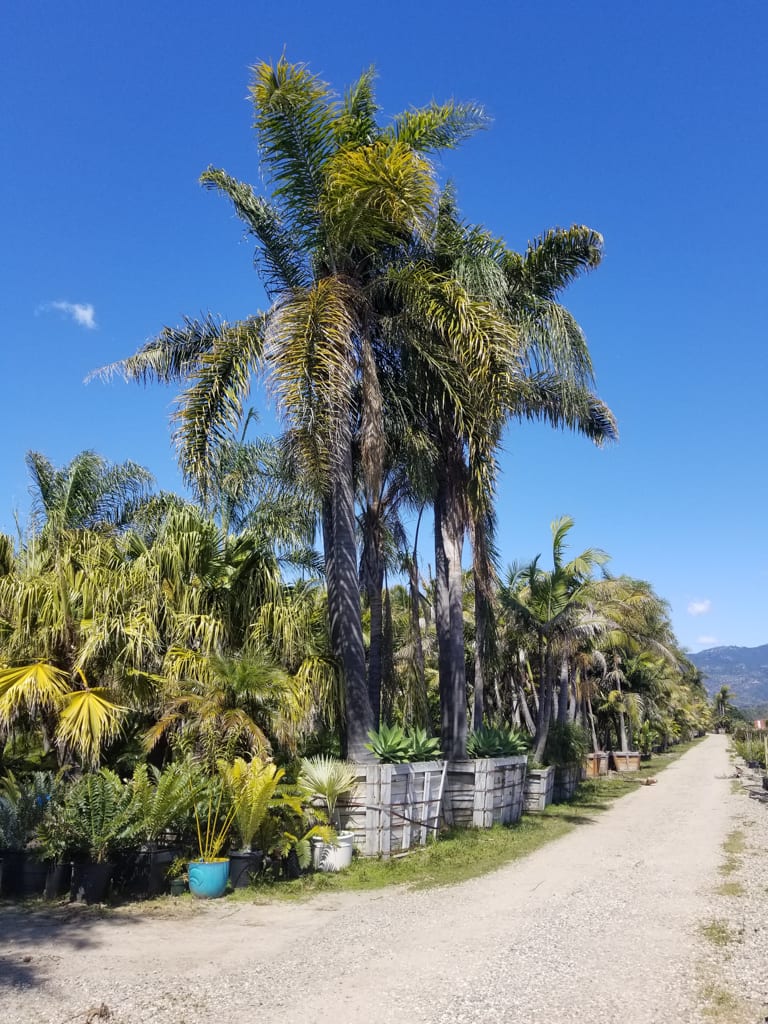 Fire Resistant Palm Trees for Southern California — Articles — Sea